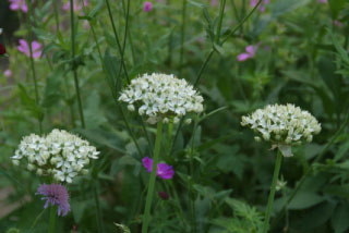 Allium nigrum bestellen